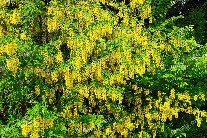 Laburnum Yellow Green Nature Sunny