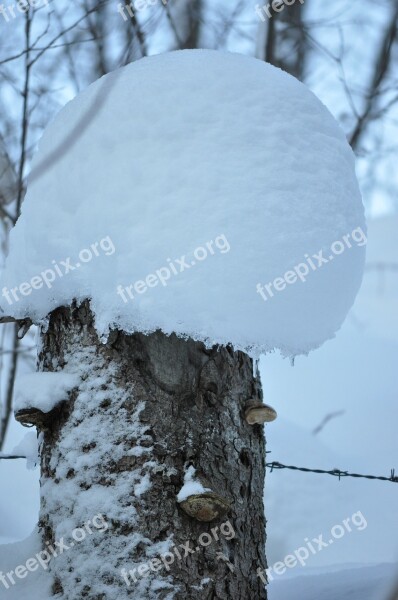 Winter Magic Snow White Cold Wintry