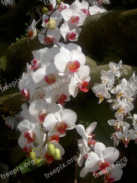 Orchid Flower White Plant Free Photos