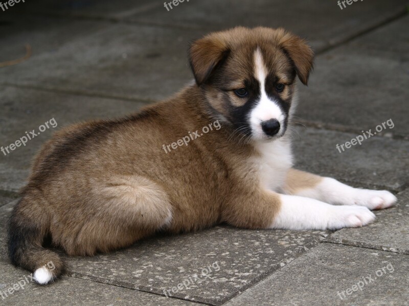 Puppy Animal Portrait Small Dog Young Dog Cute