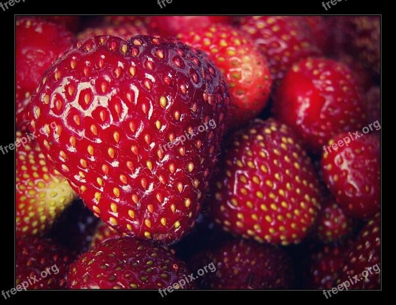 Strawberry Garden Red Fetus Macro