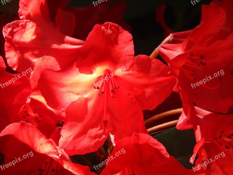 Flowers Garden Rhodies Red Sunshine