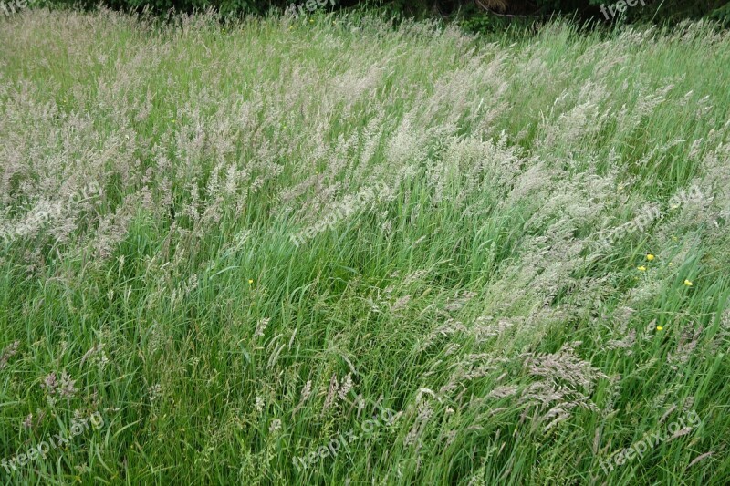 Grass Wind Summer Free Photos