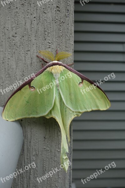 Luna Moth Actias Luna Antenna Free Photos