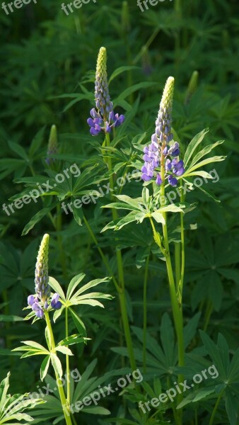 Lupine Flower Lilac Flower Ornamental Plants Feral