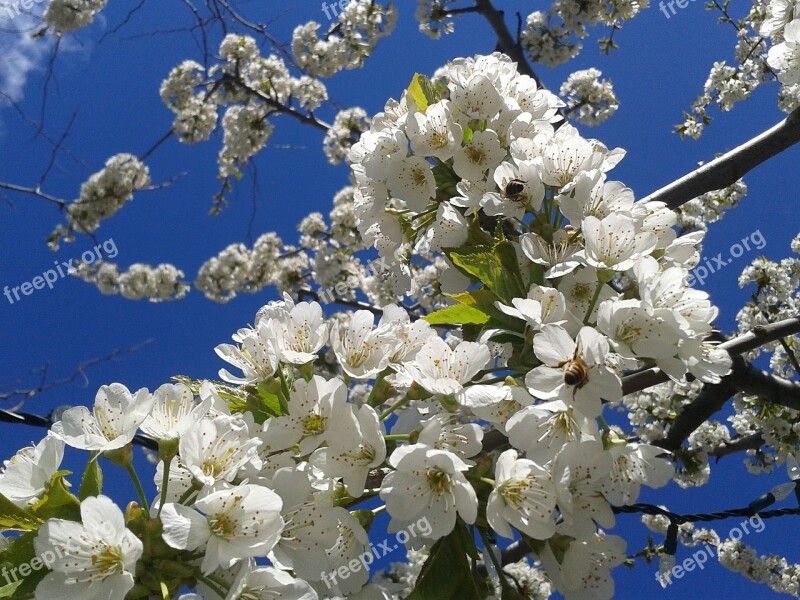 Blossoms Spring Apple Blossom Sky Bees