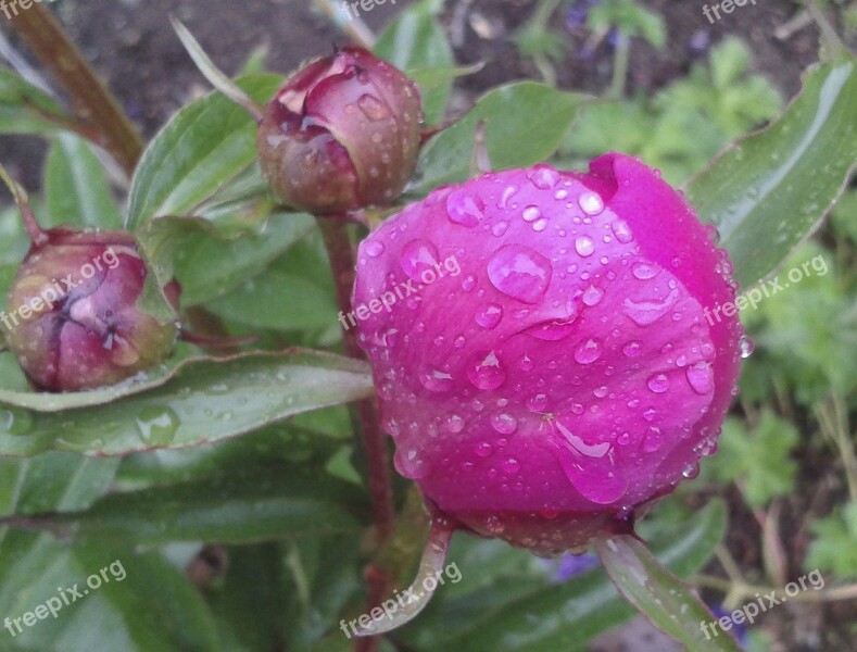 Flower Peony Blossom Bloom Flower Bud