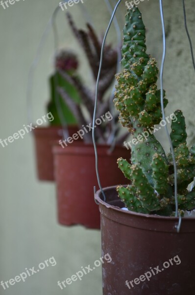 Cacti Green Garden Plant Free Photos