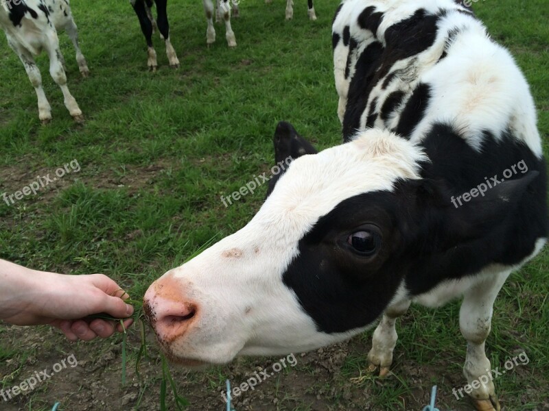 Cow Calf Feeding Field Farm