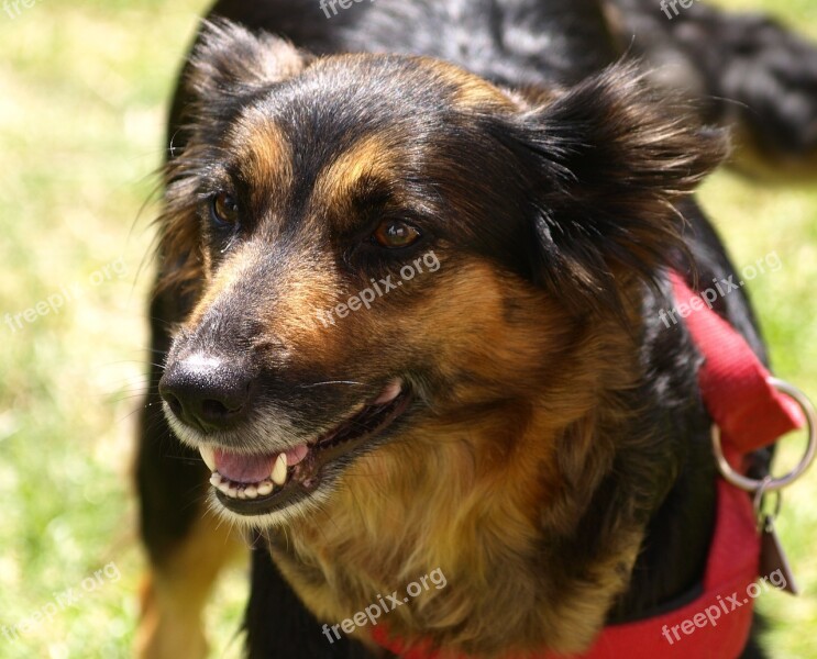 Dog Animal Portrait Awakened Trusting Boarder Collie