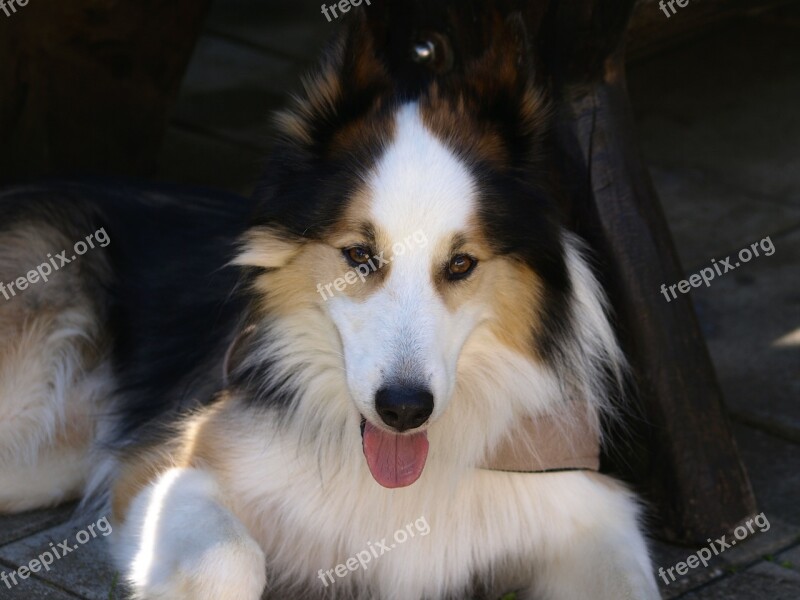 Dog Animal Portrait Dog Portrait Huskymischling Free Photos