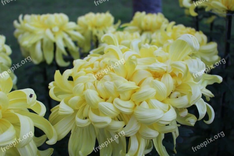 Flowers Chrysanthemum Yellow Flowers Free Photos