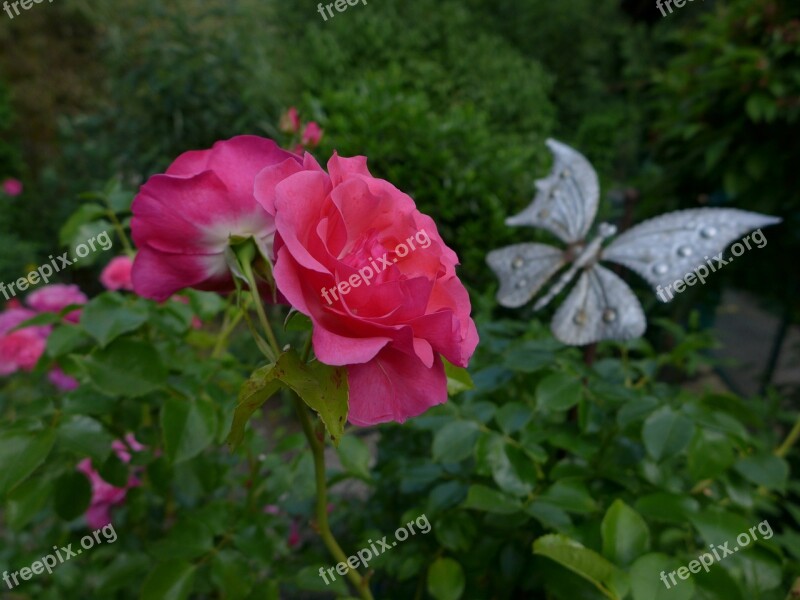 Rose Rose Flower Flowers Plant Garden Plants