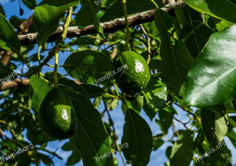 Avocado Vegetable Food Fruit Healthy