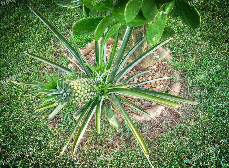 Pineapple Fruit Tropical Exotic Pineapples