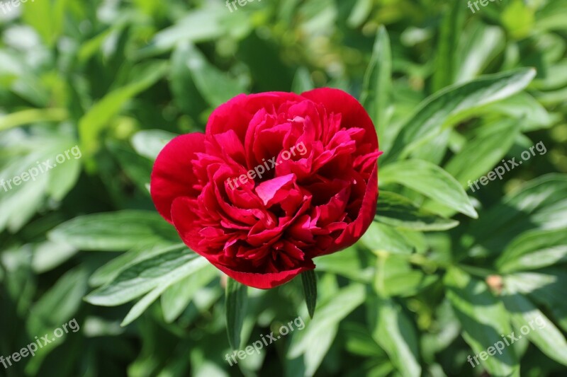 Red Flower Flower Summer Garden Plant Free Photos