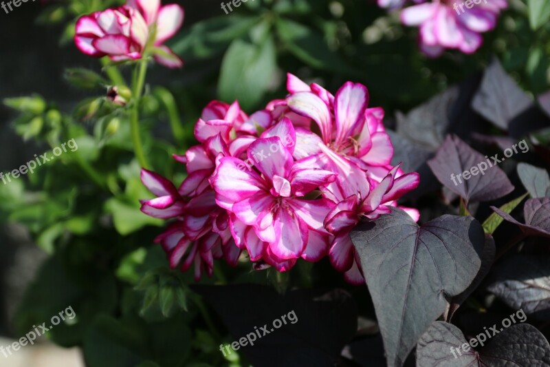 Flower Garden Plant Summer Red Flower Free Photos