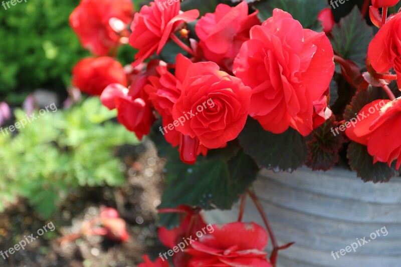 Red Kukkka Flower Garden Plant Summer Free Photos