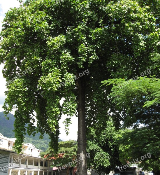 Almond Tree Tree Lush Green Free Photos