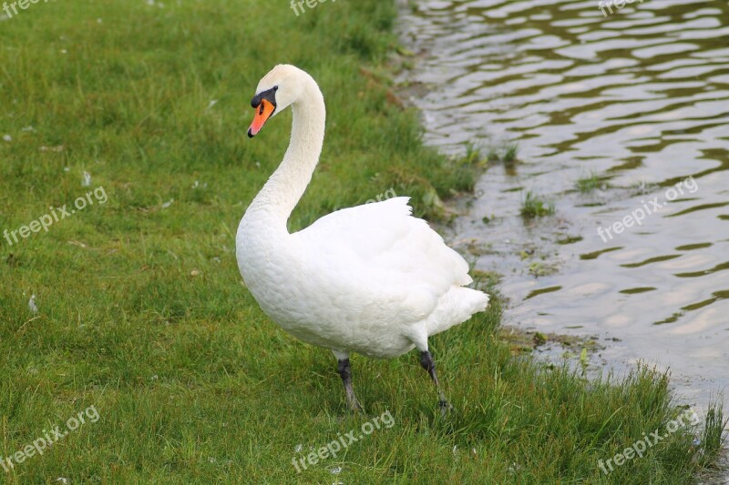 Swan Mute Swan Bird Animal Water Bird