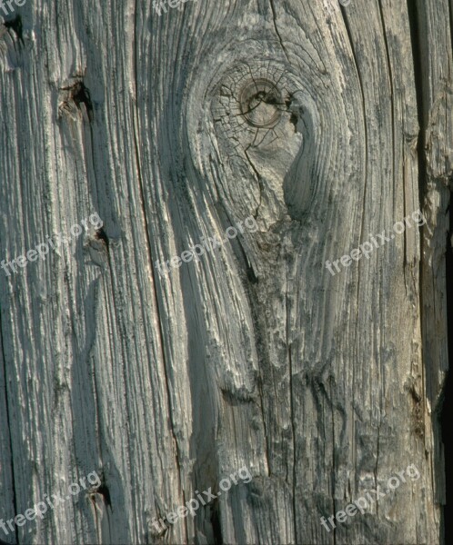 Tree Wood Knot Bark Timber