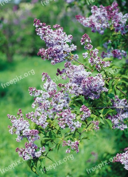 Lilac Shrub Flowers Flowering Shrub Purple