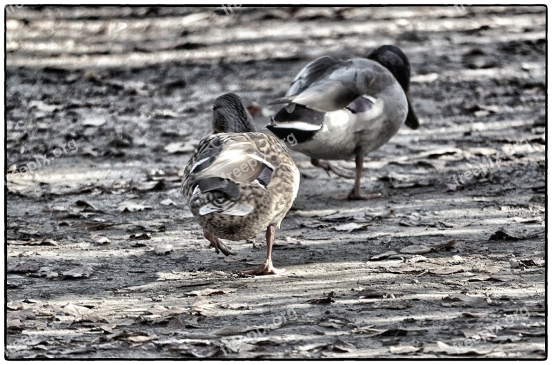 Ducks Animals Two Mallards Free Photos