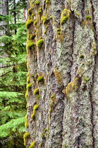 Tree Old Tree Rainforest Growth Cedar Tree