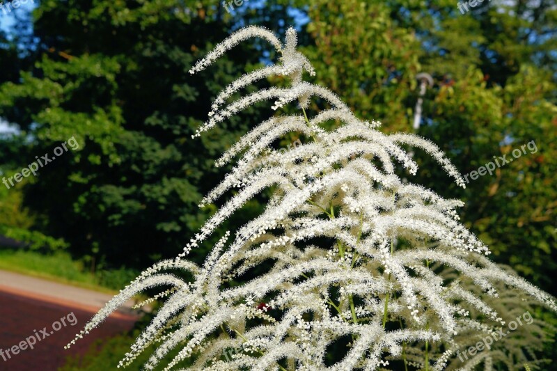 Bush Blossom Bloom White Tender