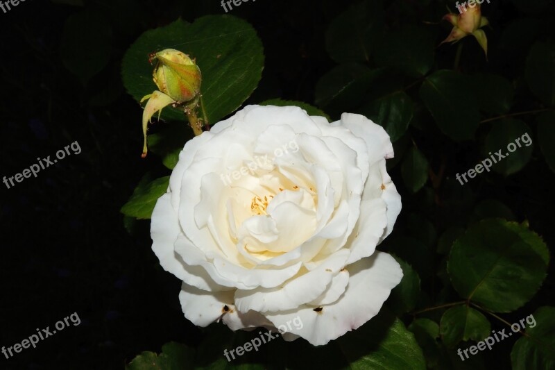 Rose Blossom Bloom White Fragrant