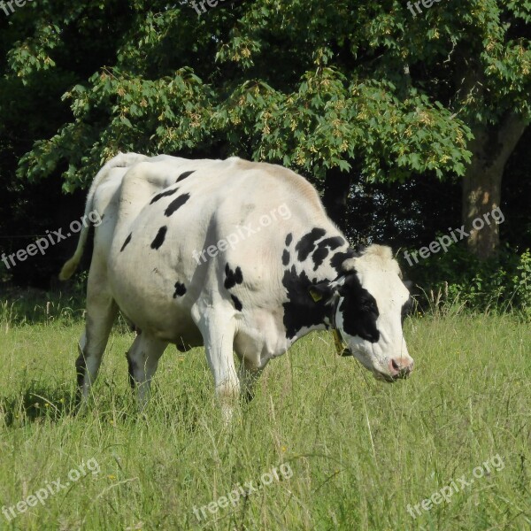 Cow Milk Cow Beef Black White