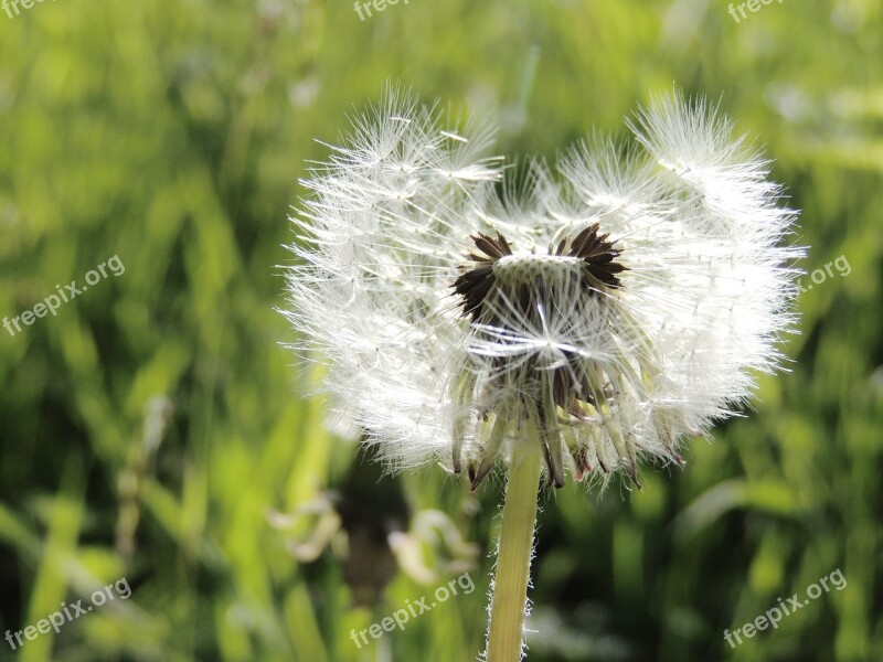 Dandelion Taraxacum Sect Seeds Spring Meadow