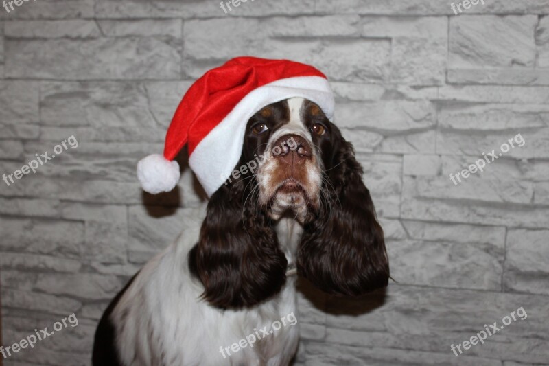 Spaniel Dog Christmas Santa Claus Cap