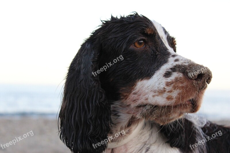 Spaniel Dog Beach Sand Free Photos