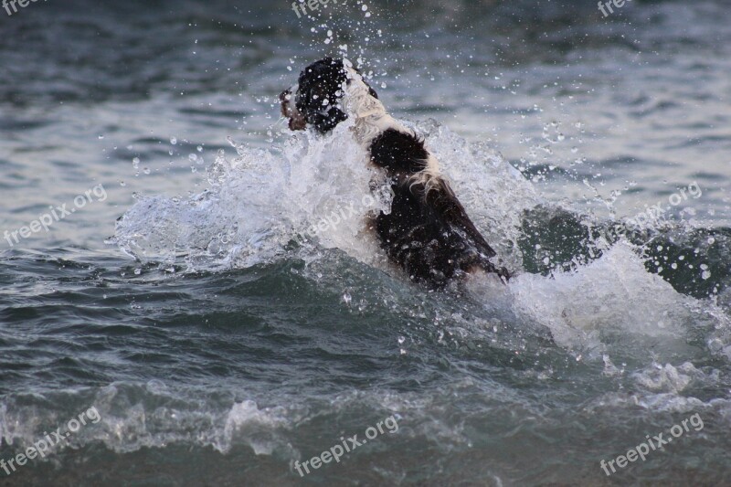 Spaniel Swim Dog Animal Dogs