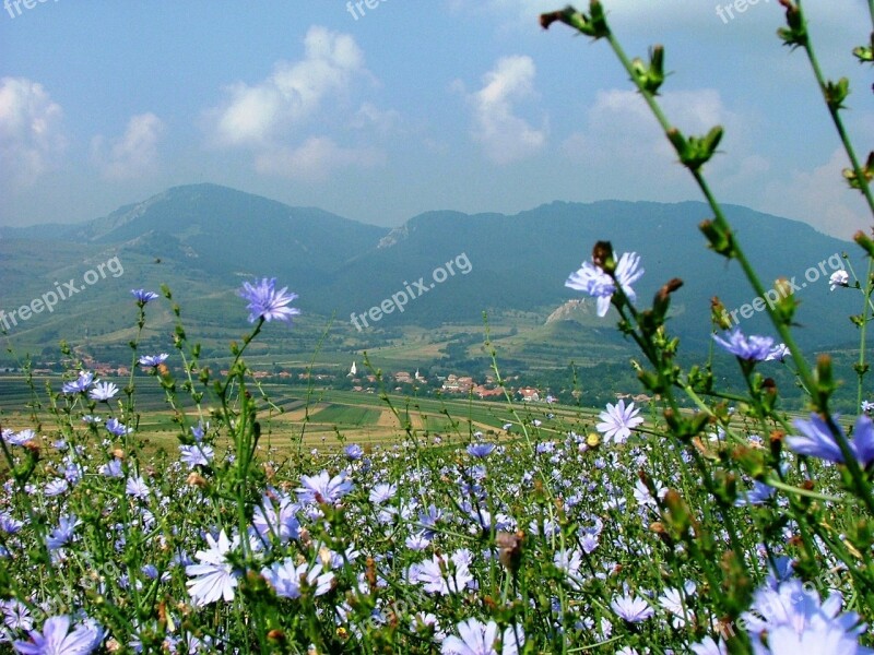 Rimetea Transylvania Field Nature Intybus Chicory