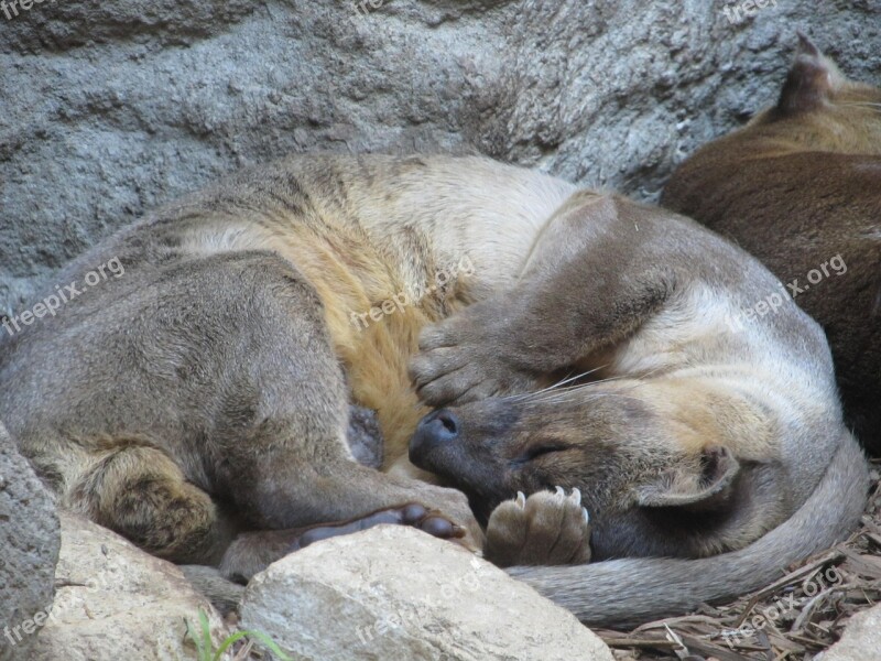 Asian Small Clawed Otter Sleeping Close-up San Antonio Texas