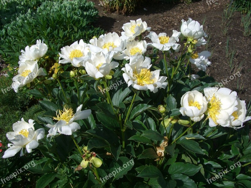 Peony Rose Blossom Bloom White