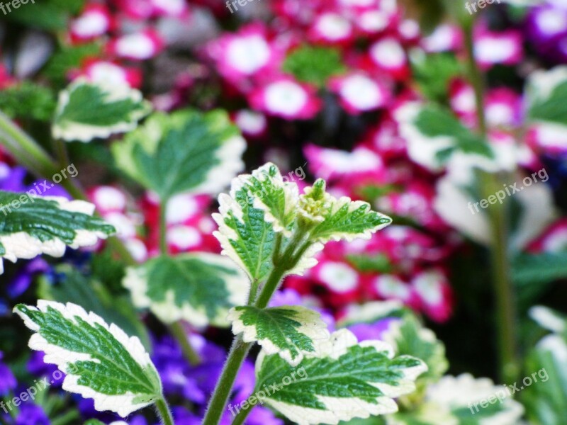 Leaf Sharpness Summer Garden Plants