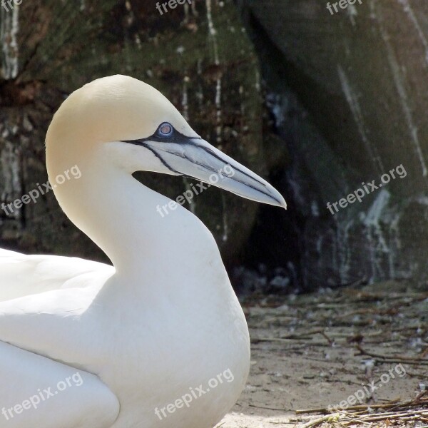 Bird Northern Gannet Morus Bassana Sea Bird Animal World