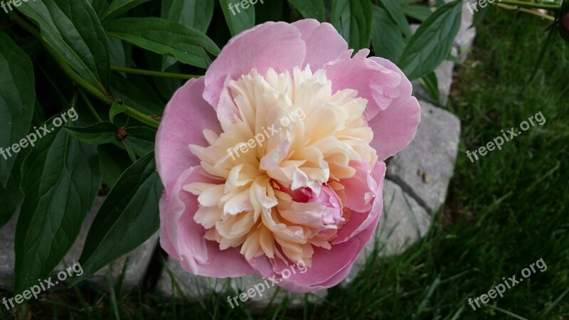 Peony Pink Pink Peony Blossom Spring Flower