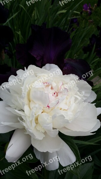 Peony White Nature Beautiful Flower