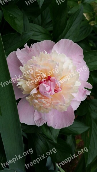 Peony Pink Peony Blossom Spring Flower Pink