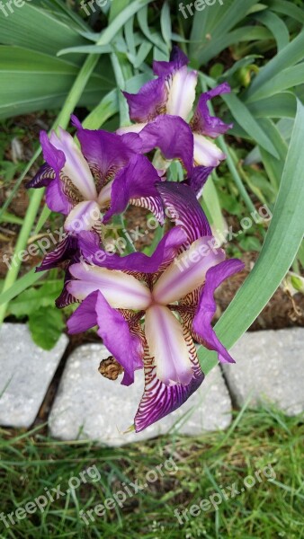 Purple Flower Plant Color Beauty Purple