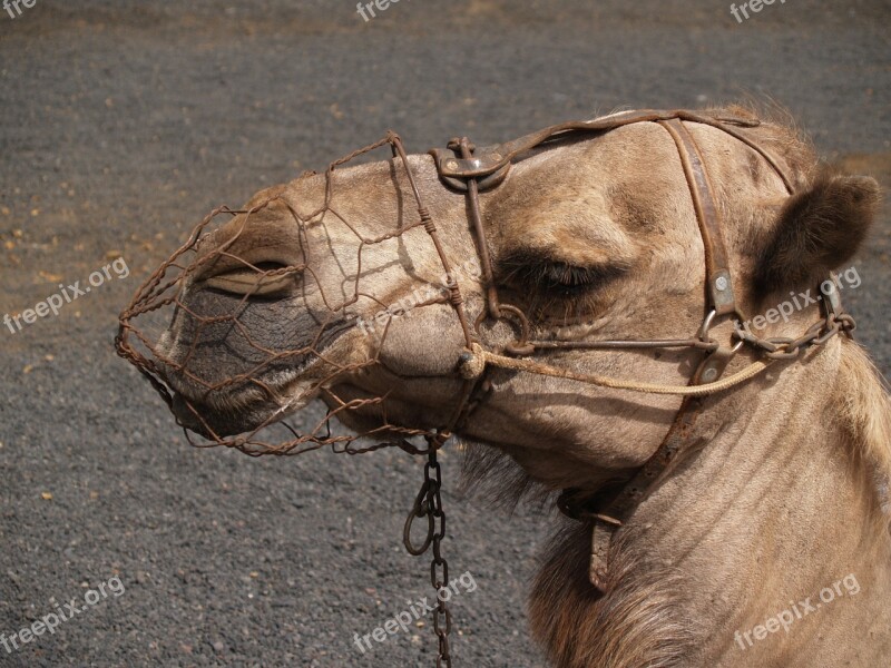 Dromedaries Animals Lanzarote Free Photos