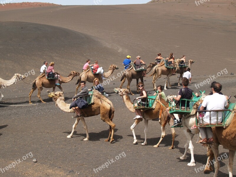 Dromedaries Animals Lanzarote Free Photos