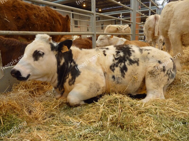 Animals Calf Livestock Free Photos