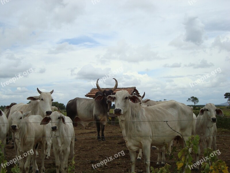 Cows Farm Country Animals Free Photos