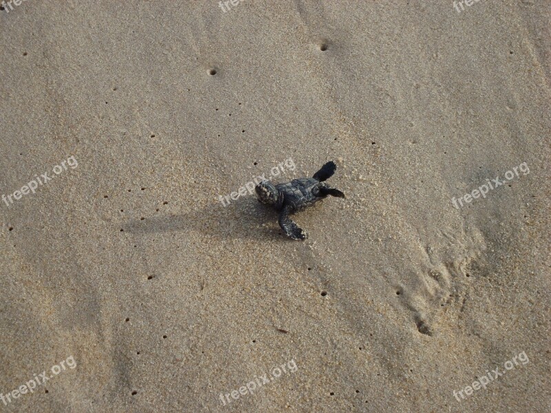 Turtle Baby Sand Free Photos