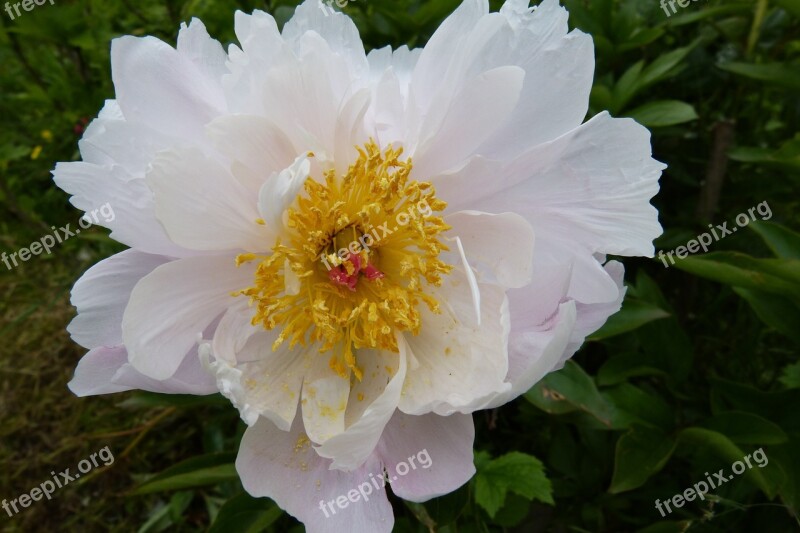 Peony White Stamens Blossom Bloom